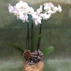 üç dallı beyaz orkide