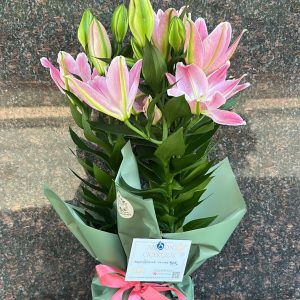 SAKSI LİLYUM (ZAMBAK)